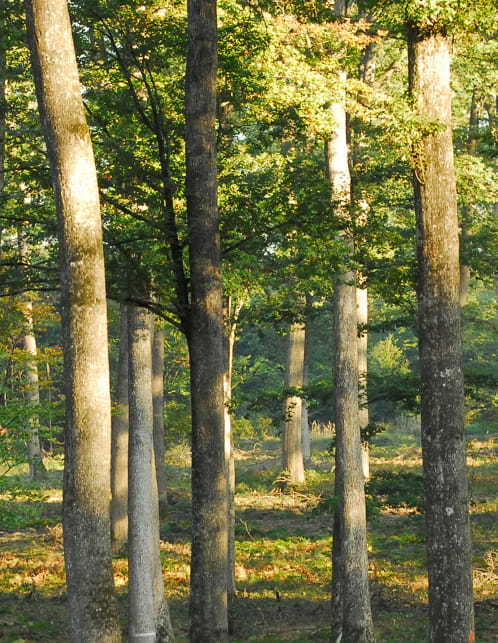 Syndicat des Mérandiers de France - Communiqué de presse : concept de forêt mosaïque